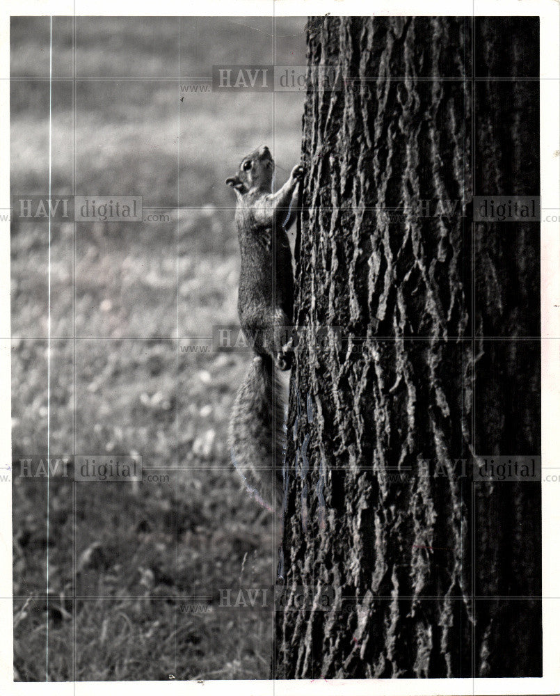 1967 Press Photo Rabbits, squirrel - Historic Images