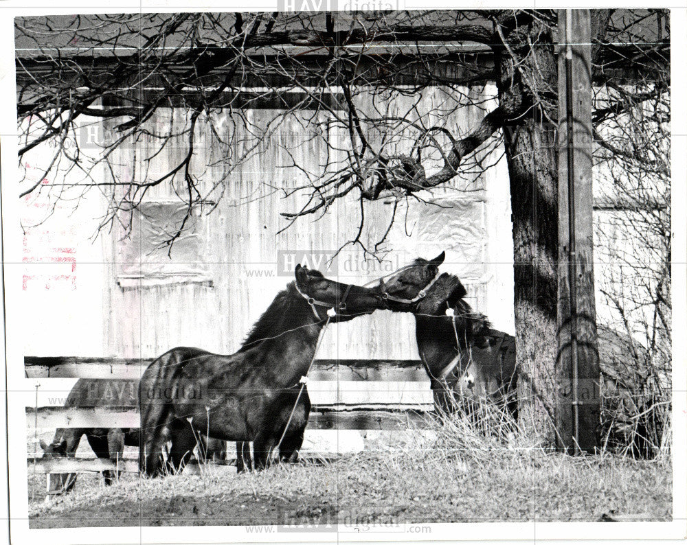 1977 Press Photo horses nuzzling springtime corral farm - Historic Images