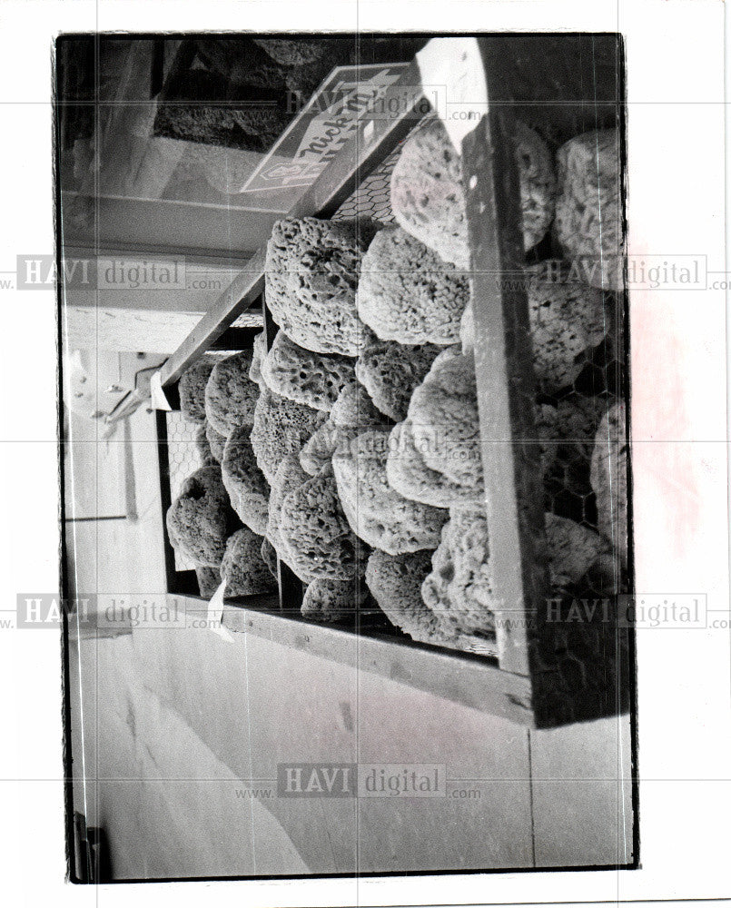 1977 Press Photo Sponges - Historic Images