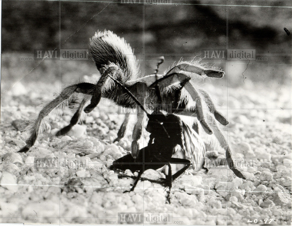 1951 Press Photo disney tarantula spider duel - Historic Images