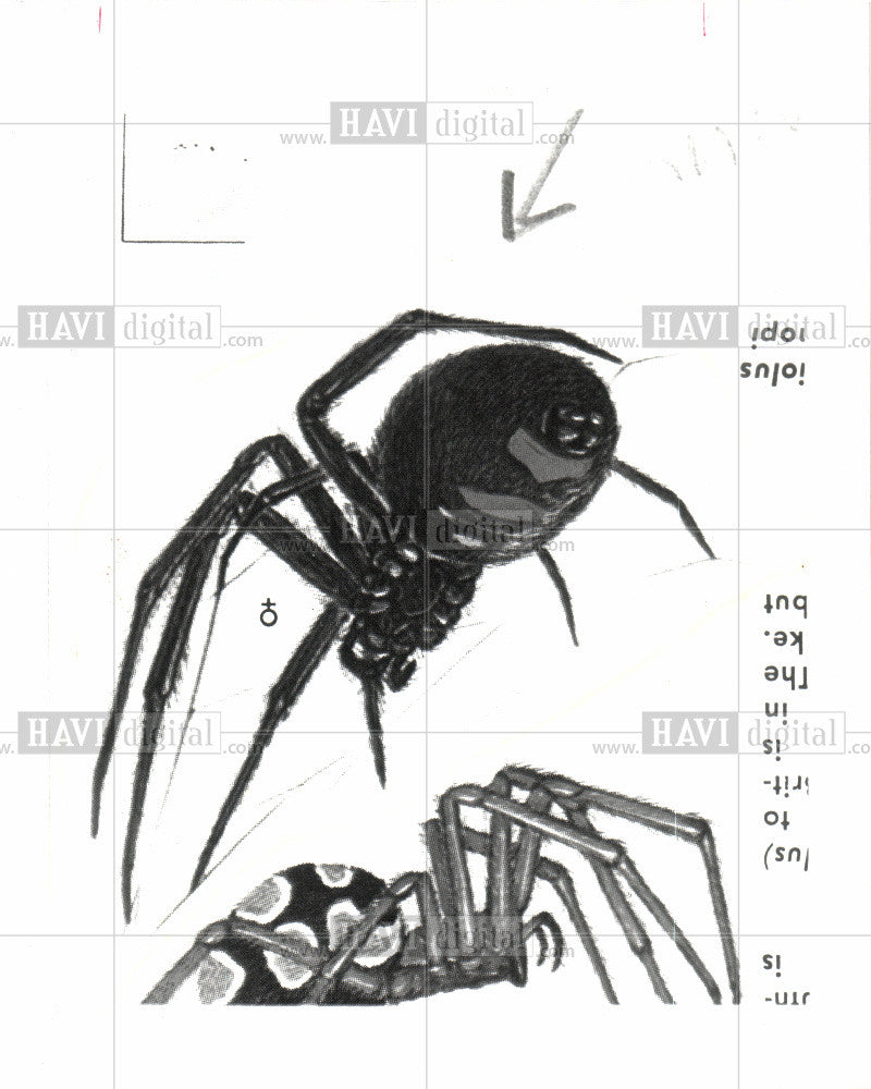 1993 Press Photo Spider diagram, copies - Historic Images