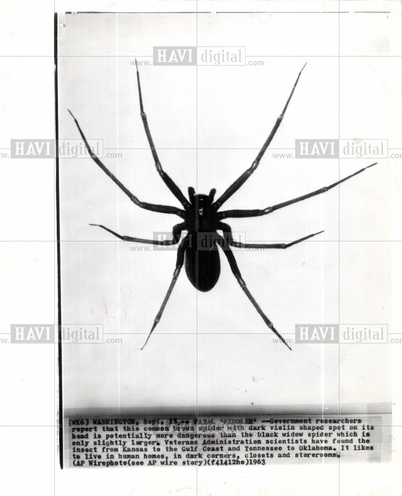 1963 Press Photo Spiders arthropods fangs venom insect - Historic Images