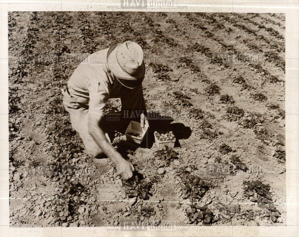 1939 Press Photo strawberries farming farmer fruits - Historic Images