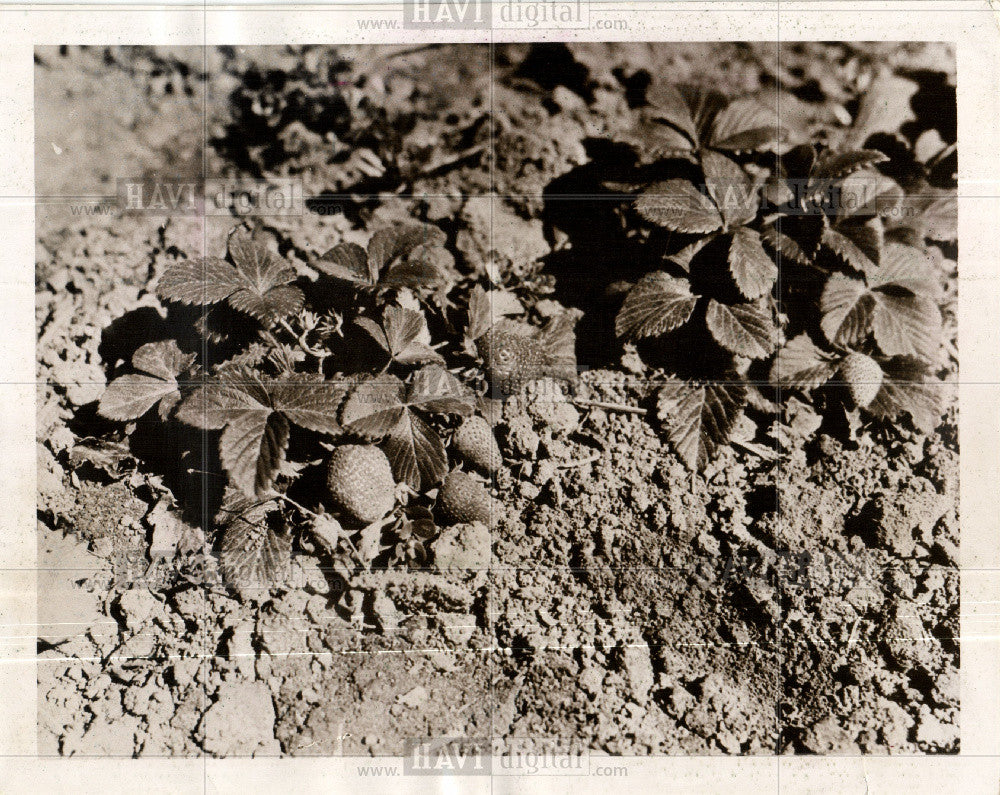 1973 Press Photo Strawberry Fragaria ÃƒÆ’Ã†â€™ÃƒÂ¢Ã¢â€šÂ¬Ã¢â‚¬Â ananassa, is a h - Historic Images