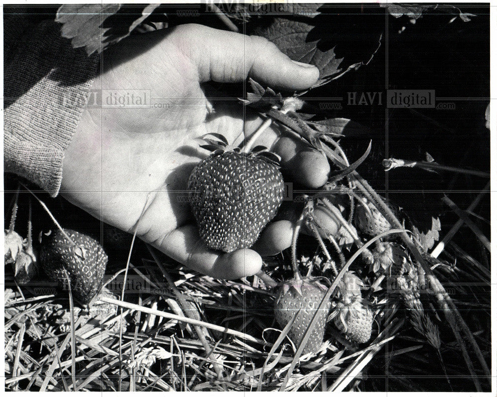 1982 Press Photo strawberry spring fruit season food - Historic Images