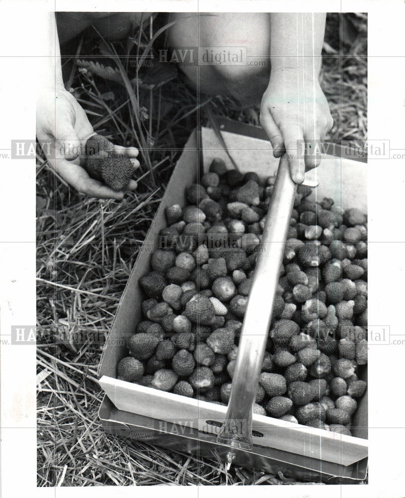 1986 Press Photo Michigan Strawberries - Historic Images