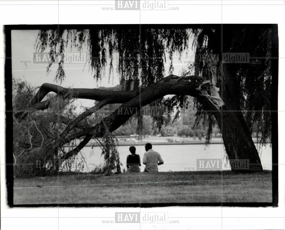 1991 Press Photo Belle Isle- willow tree - Historic Images