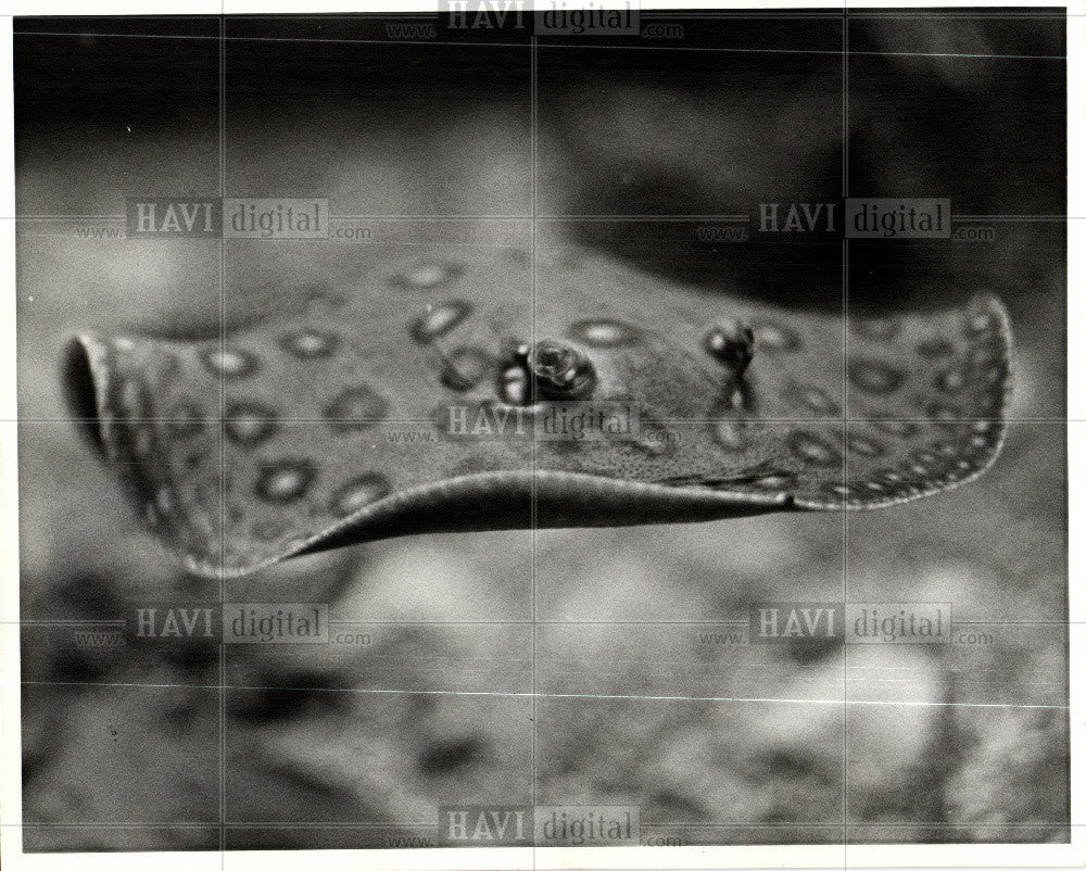 1978 Press Photo stingrays - Historic Images