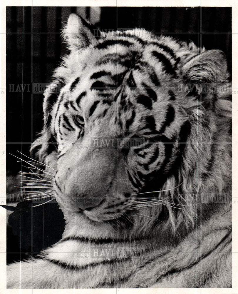 1993 Press Photo Tiger - Historic Images