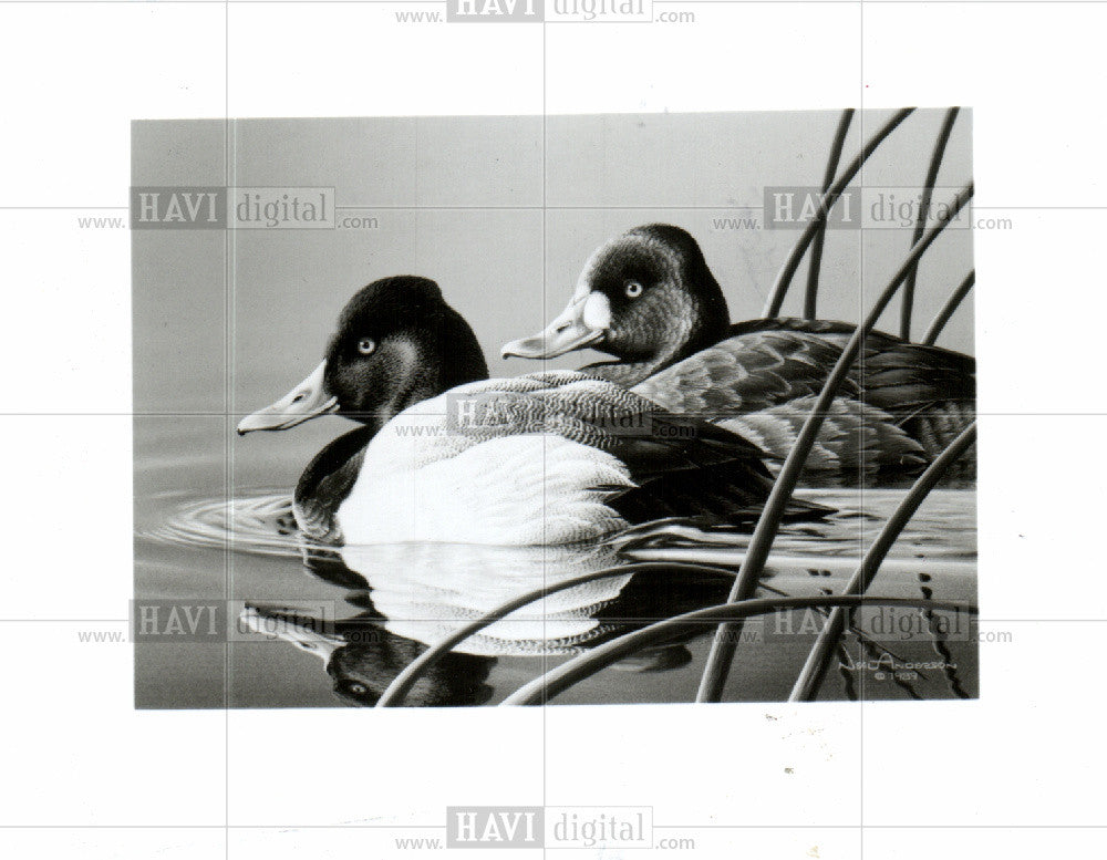 1989 Press Photo federal duck stamp winner - Historic Images