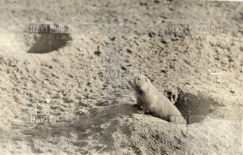 1932 Press Photo Prairie dog burrowing rodents native - Historic Images