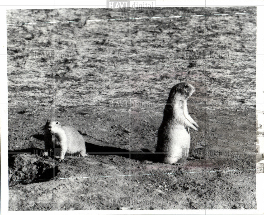 1977 Press Photo Prairie Dog human Problems Bummer - Historic Images