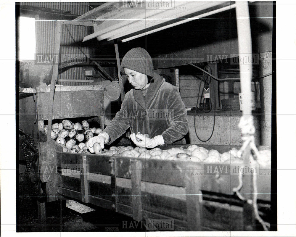 1966 Press Photo Potatoes - Historic Images