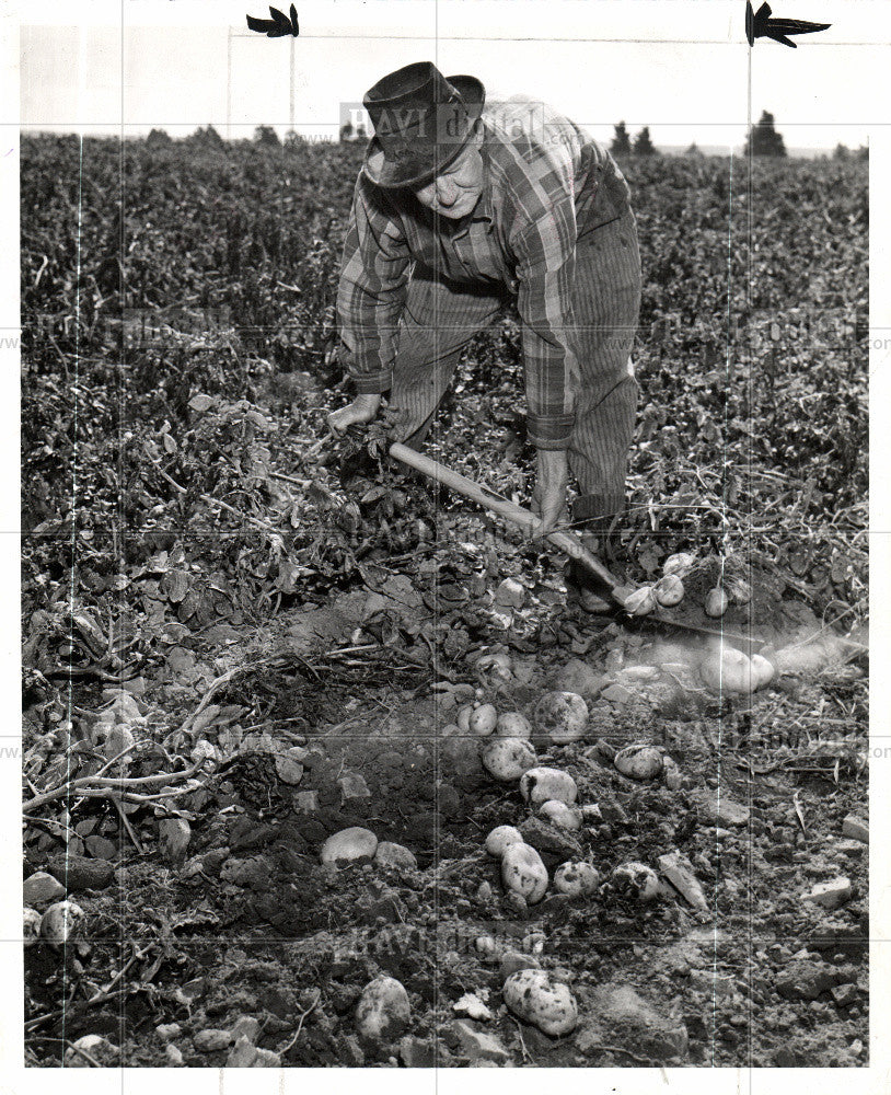 1944 Press Photo Potatoe - Historic Images