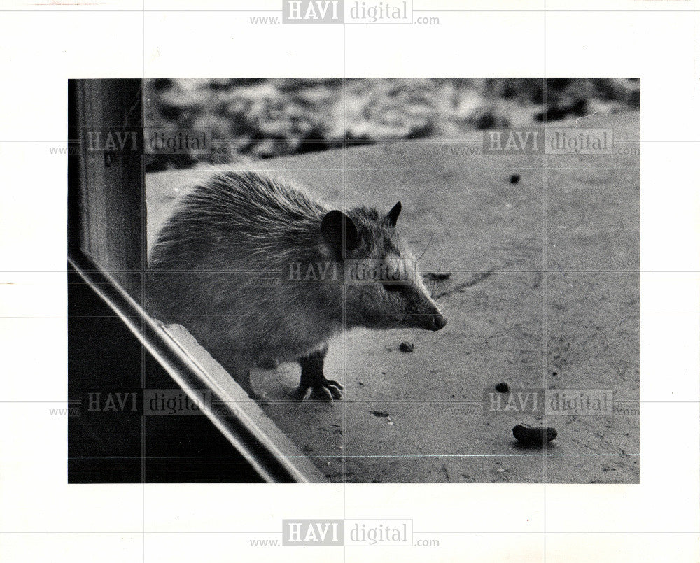 1974 Press Photo Possum Arboreal Marsupial Species - Historic Images