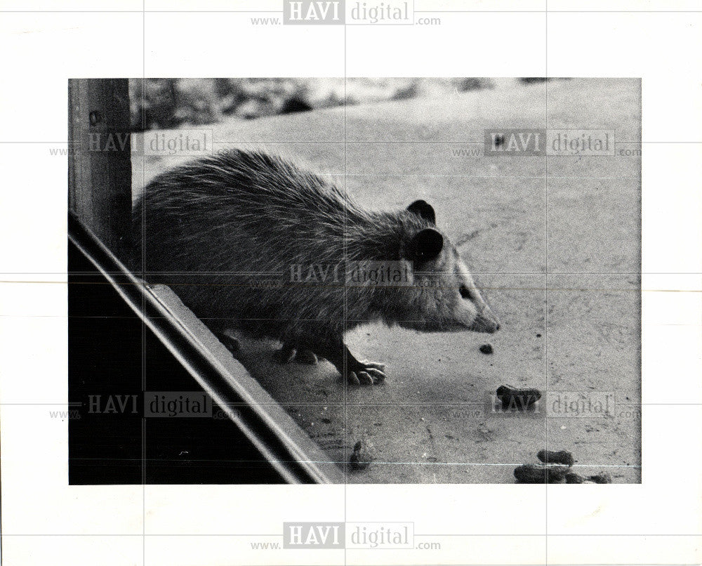 1974 Press Photo possum animal spines - Historic Images