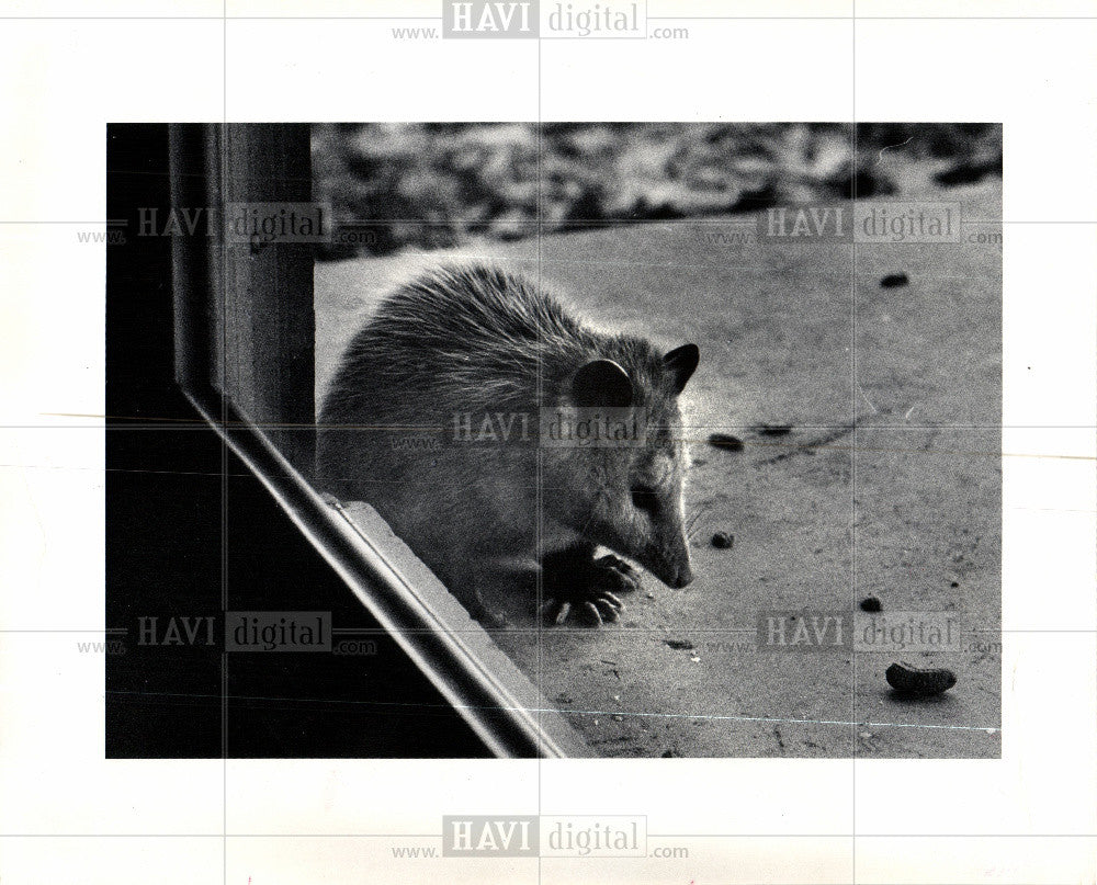 1974 Press Photo Possum - Historic Images