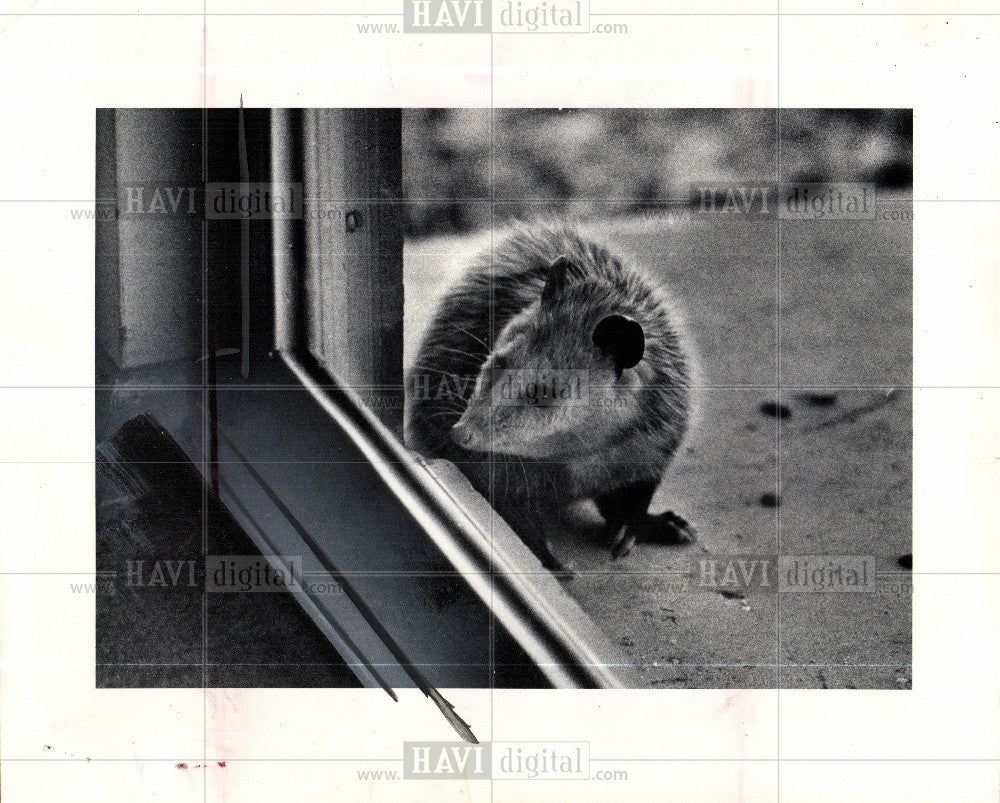 1974 Press Photo window Possum handout - Historic Images