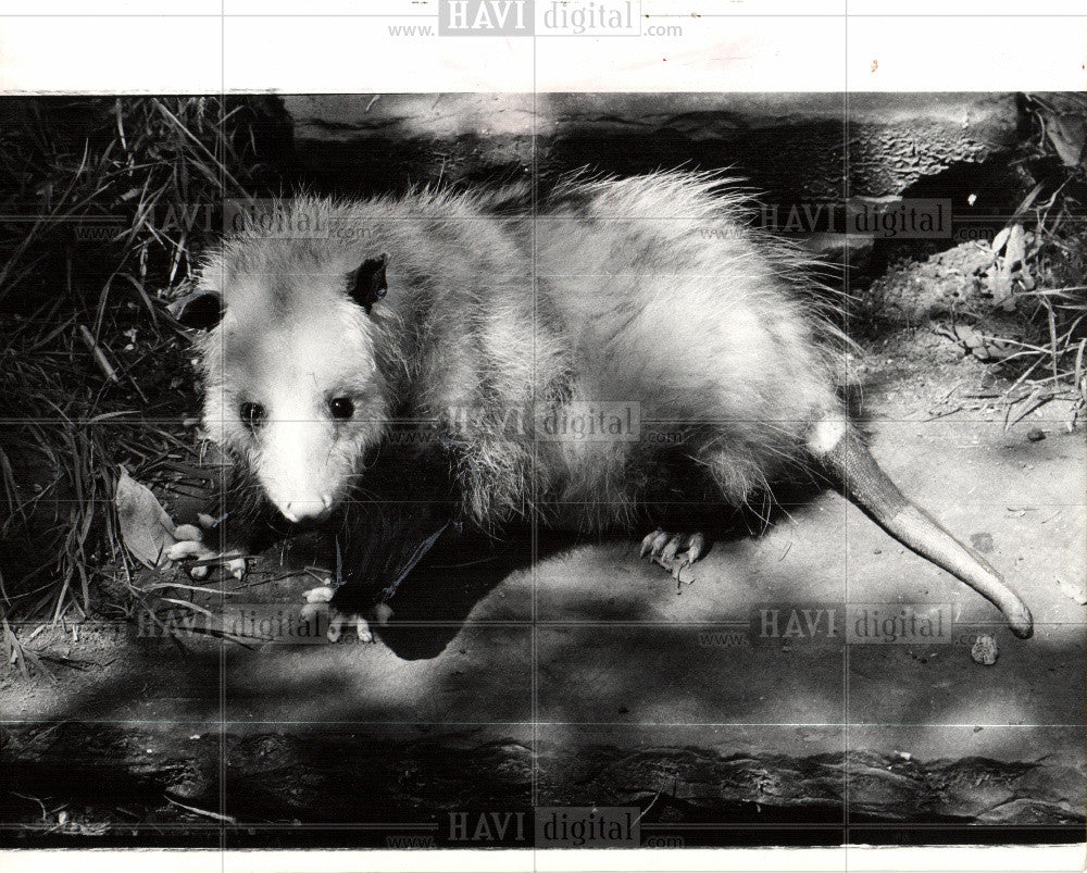 1975 Press Photo after dark opossum racoon - Historic Images