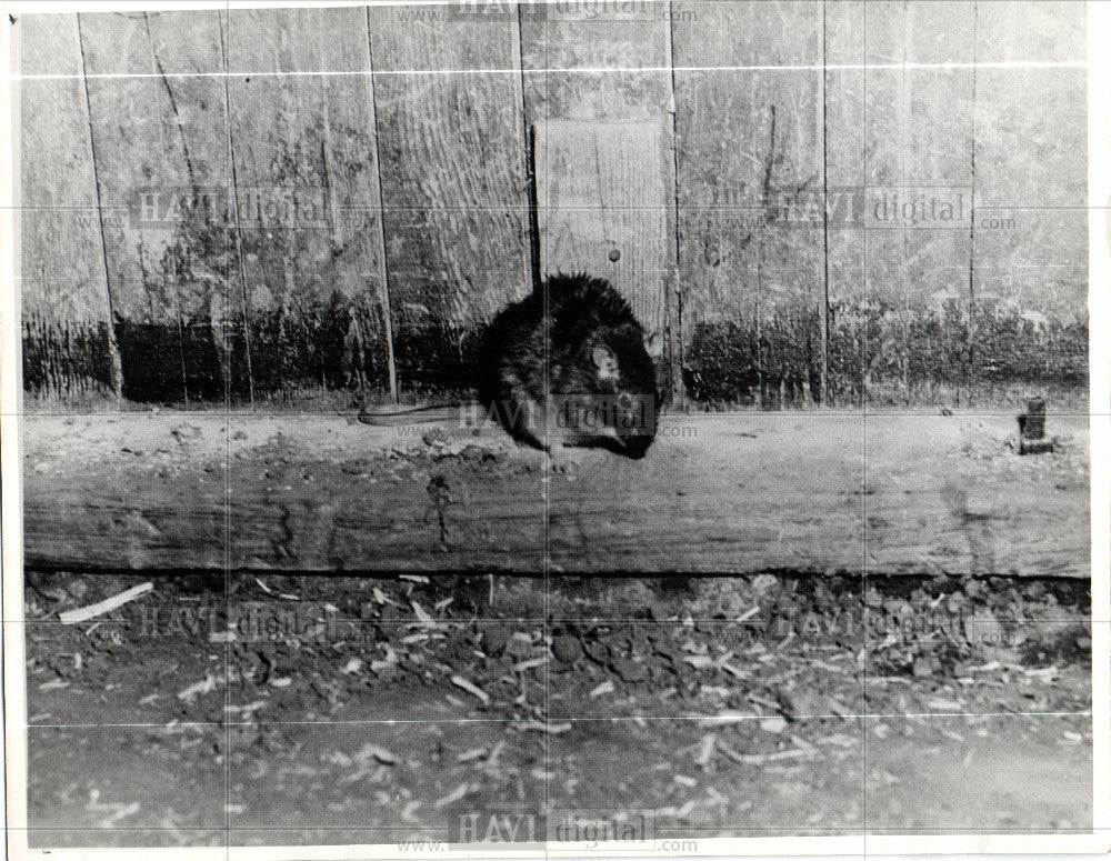 1948 Press Photo rat by wooden wall - Historic Images