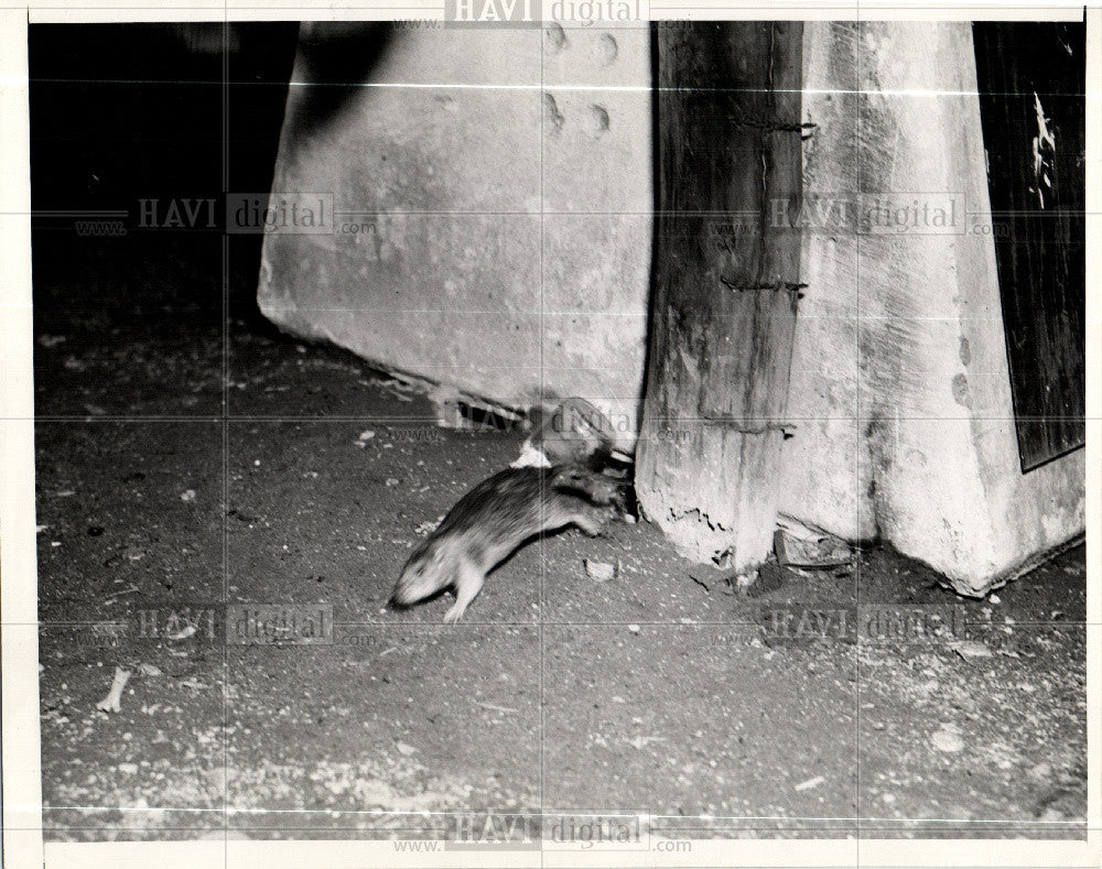 1944 Press Photo rat,campaign,crime,inforamtion,charity - Historic Images