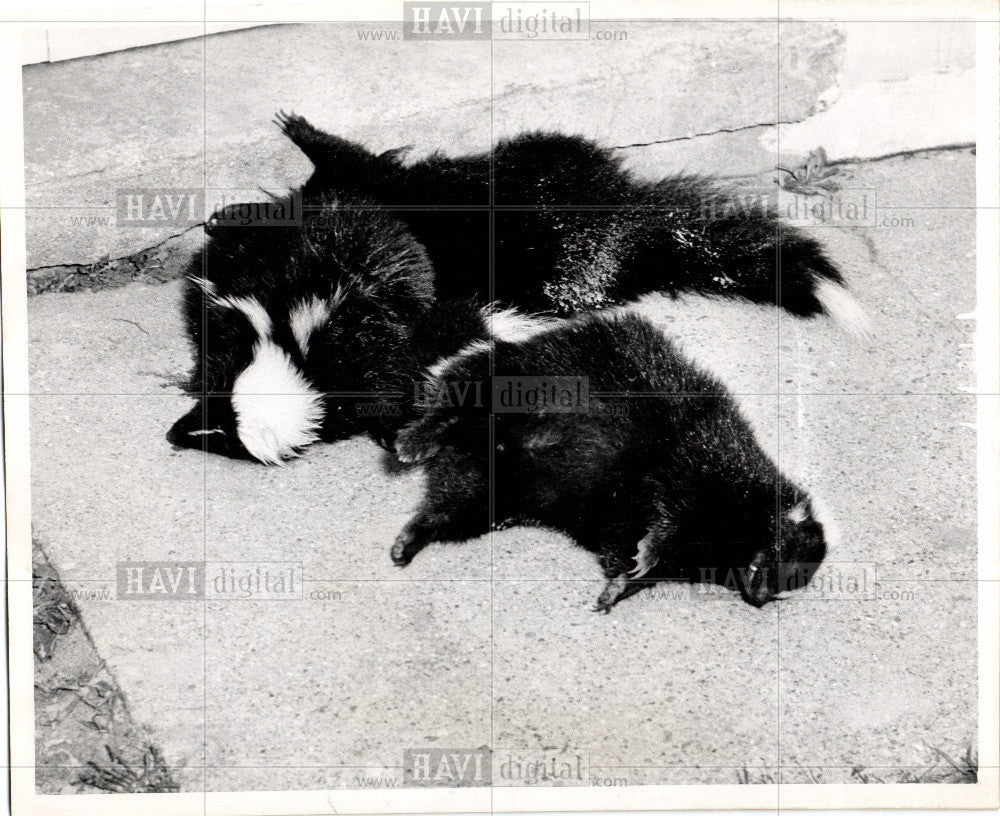 1954 Press Photo Skunks mammals America - Historic Images