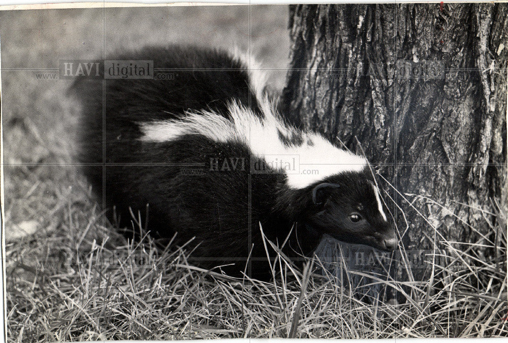 1978 Press Photo mammals - Historic Images