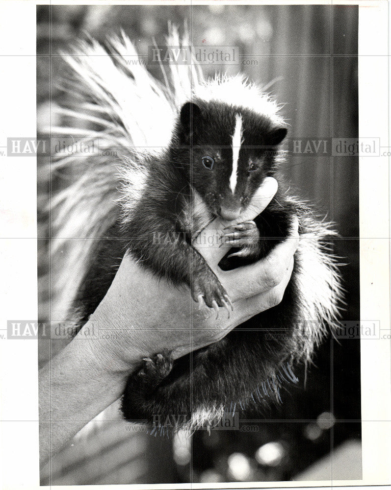 1978 Press Photo Skunks Omnivorous - Historic Images
