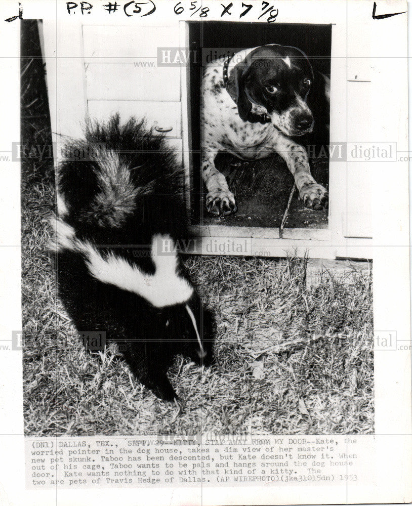 1953 Press Photo Skunk And The Dog - Historic Images