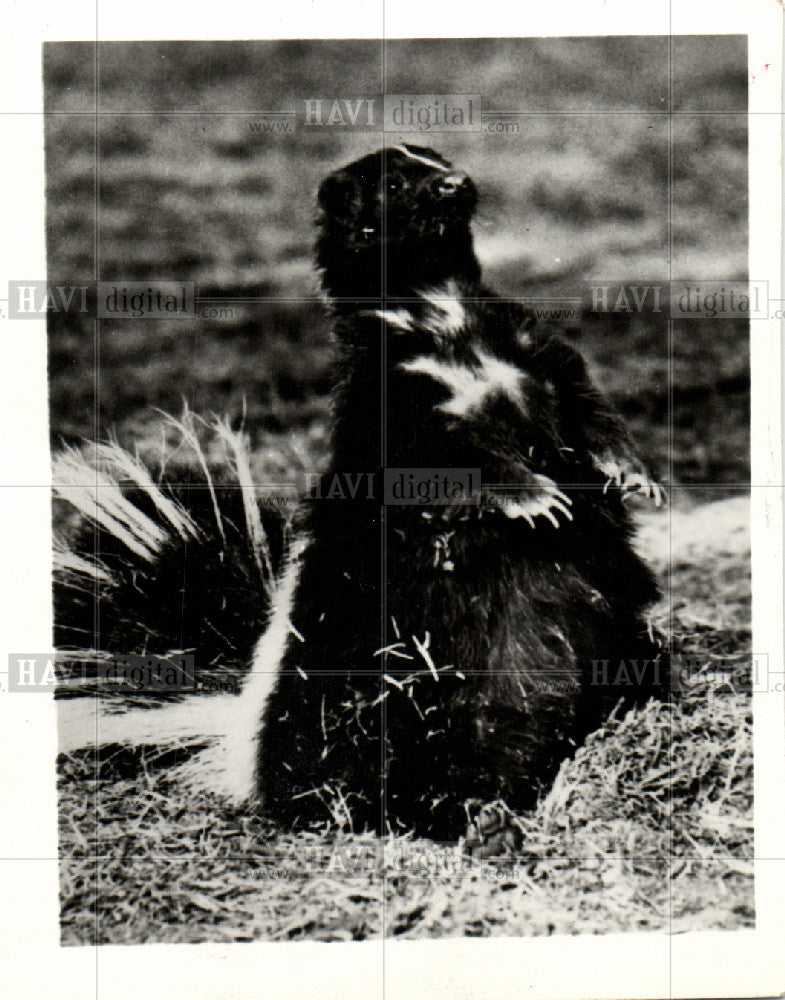 Press Photo Skunk - Historic Images