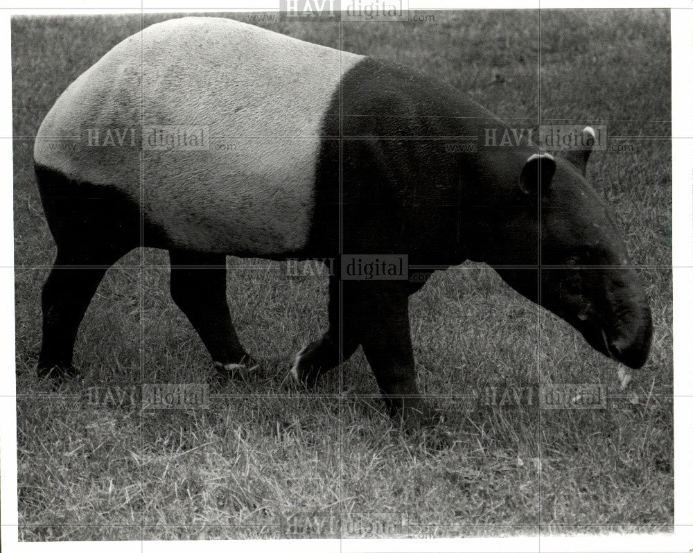 1986 Press Photo donkey Malaysian tapir size - Historic Images