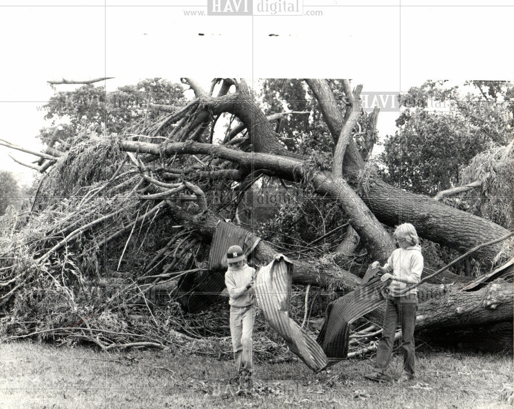 1982 Press Photo Willow tree knocked over by tornado - Historic Images