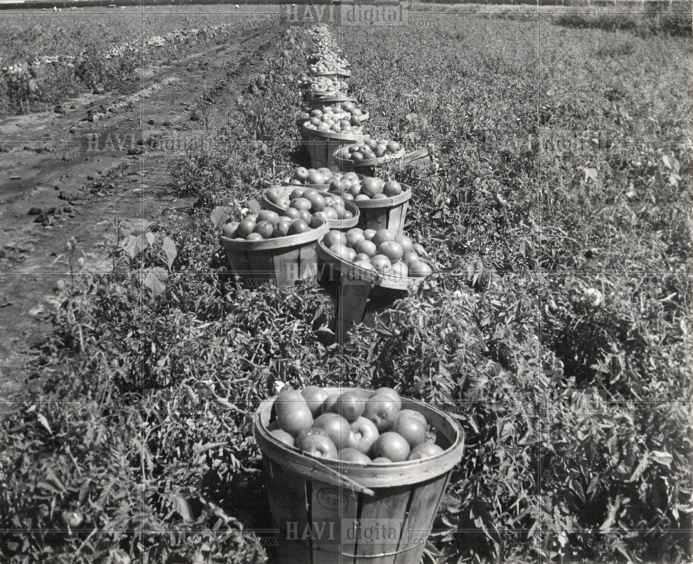 1961 Press Photo Tomato - Historic Images