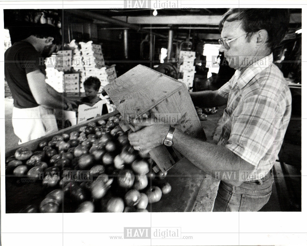 1988 Press Photo Bill Atkinson tomato ontario canada - Historic Images