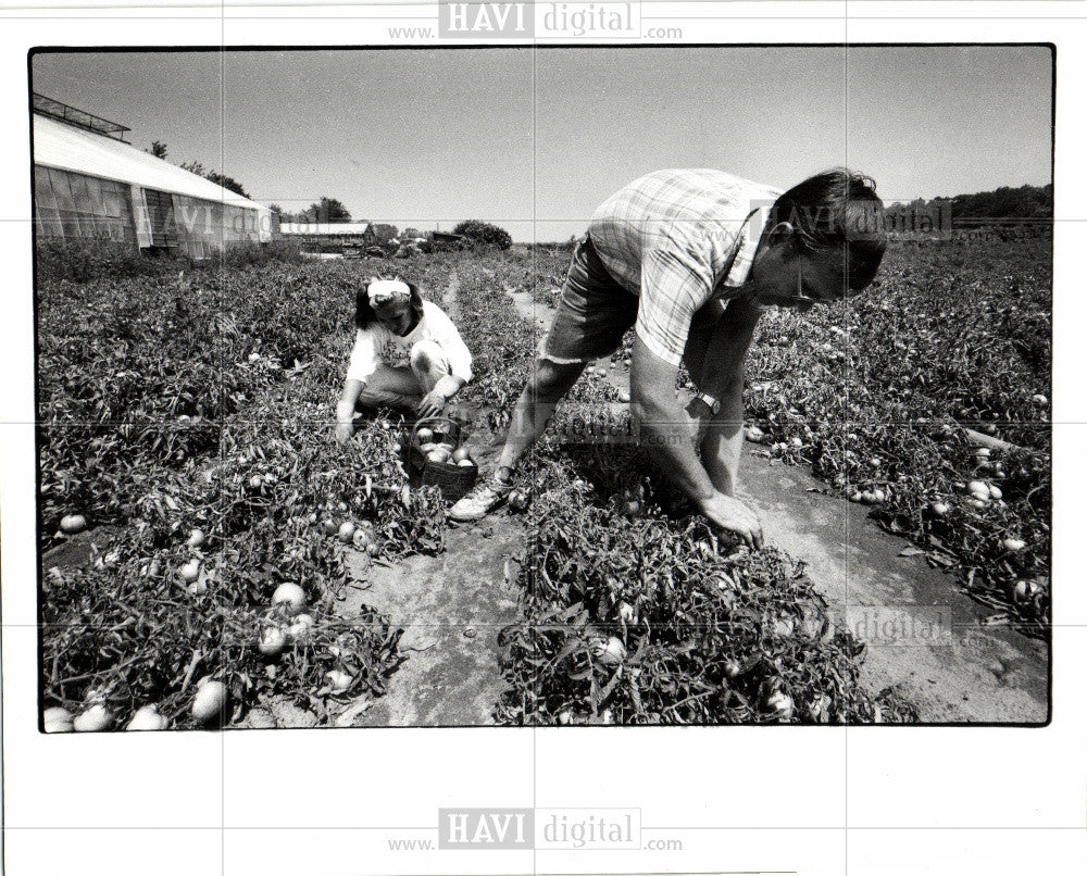 1988 Press Photo Bill Atkinson Sarah Manley tomatoes - Historic Images