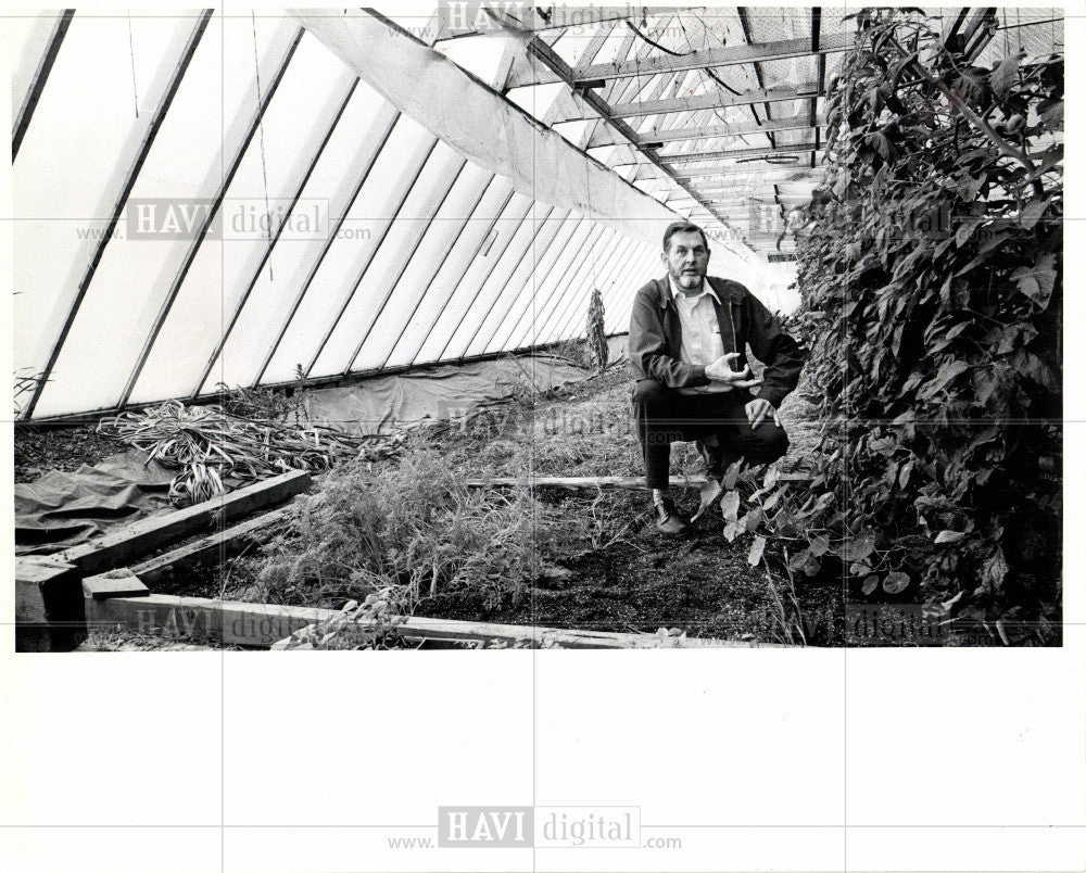 1980 Press Photo Tomatoes  Plants - Historic Images