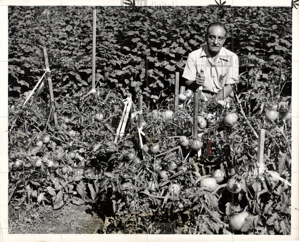 1951 Press Photo TOMATO VINE Leo Lirette - Historic Images