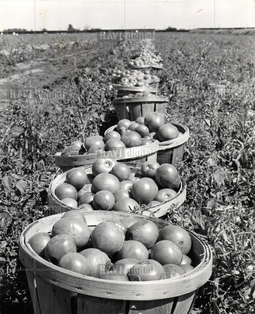 1965 Press Photo Tomato - Historic Images