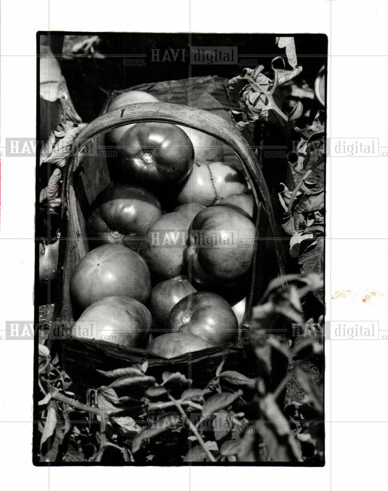 1988 Press Photo Tomatoes, basket - Historic Images