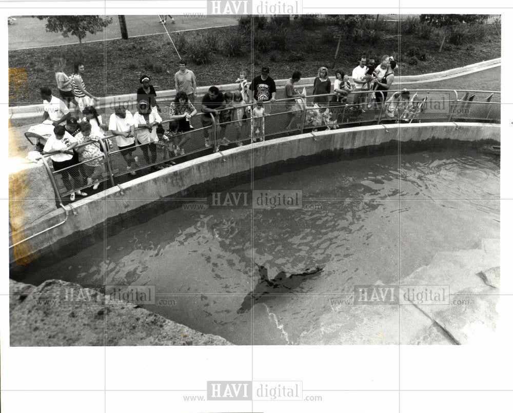 1992 Press Photo California Sea Lion Toledo Zoo play - Historic Images