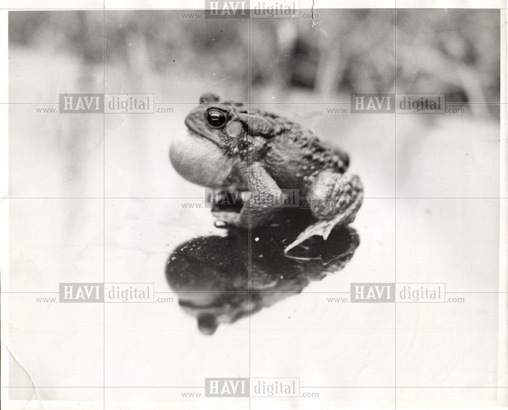 1951 Press Photo toad calling - Historic Images