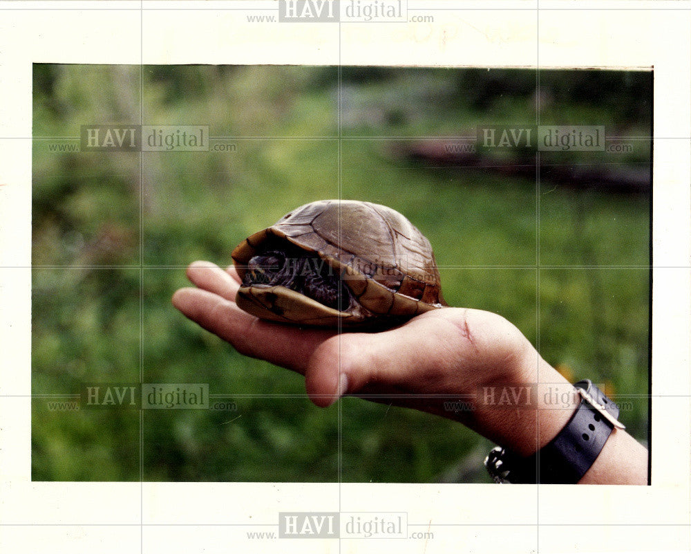 1992 Press Photo TURTLE - Historic Images