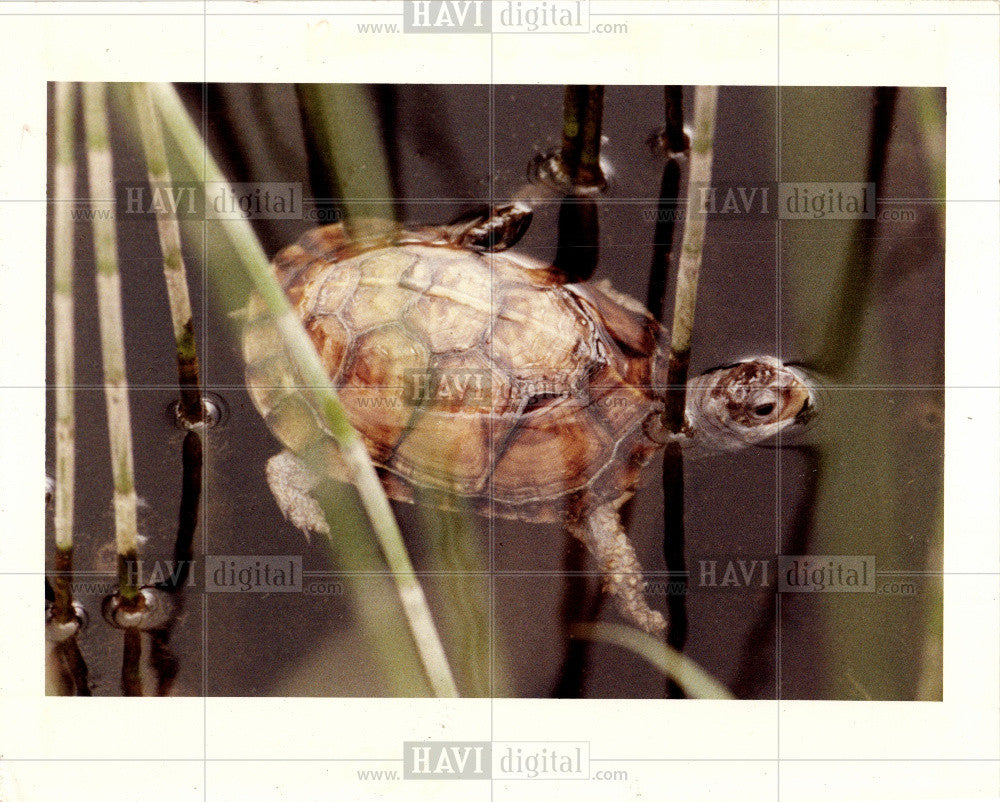 1992 Press Photo Turtle - Historic Images