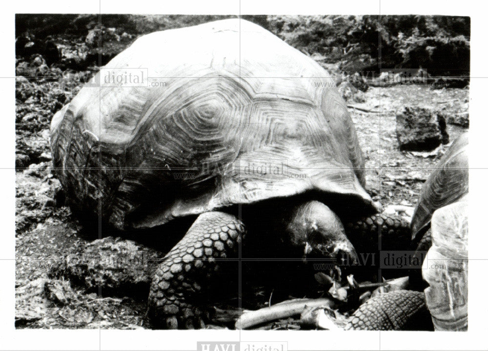 Press Photo Galapagos - Historic Images