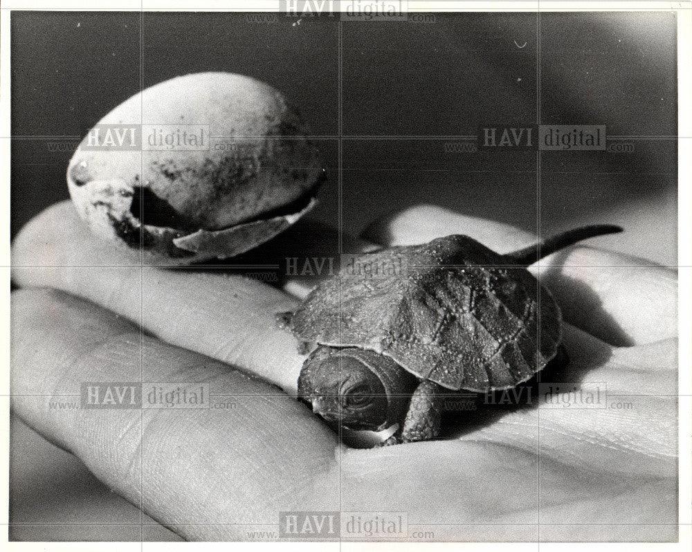 1979 Press Photo wood turtle James Harding - Historic Images