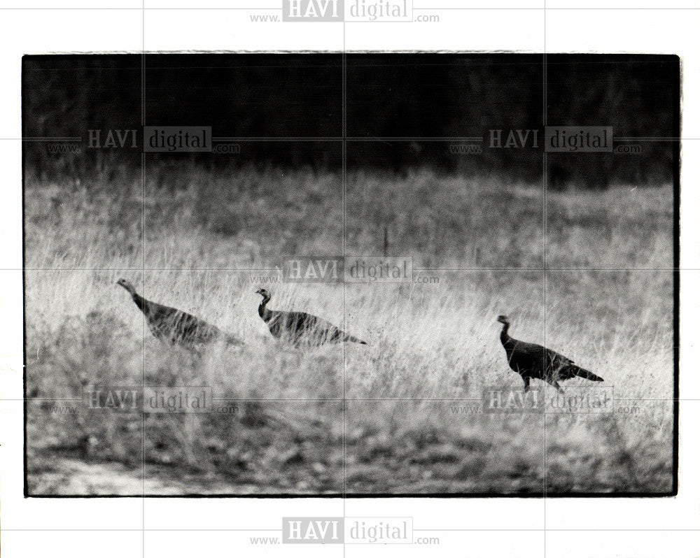 Press Photo Turkey hunting - Historic Images