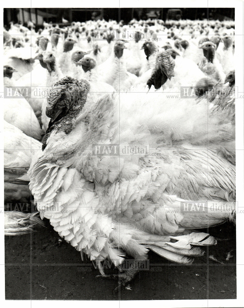 1988 Press Photo Turkey Bird - Historic Images