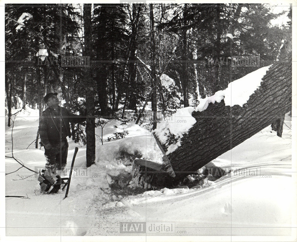 Copy Press Photo 1910 Logging Pines - Historic Images