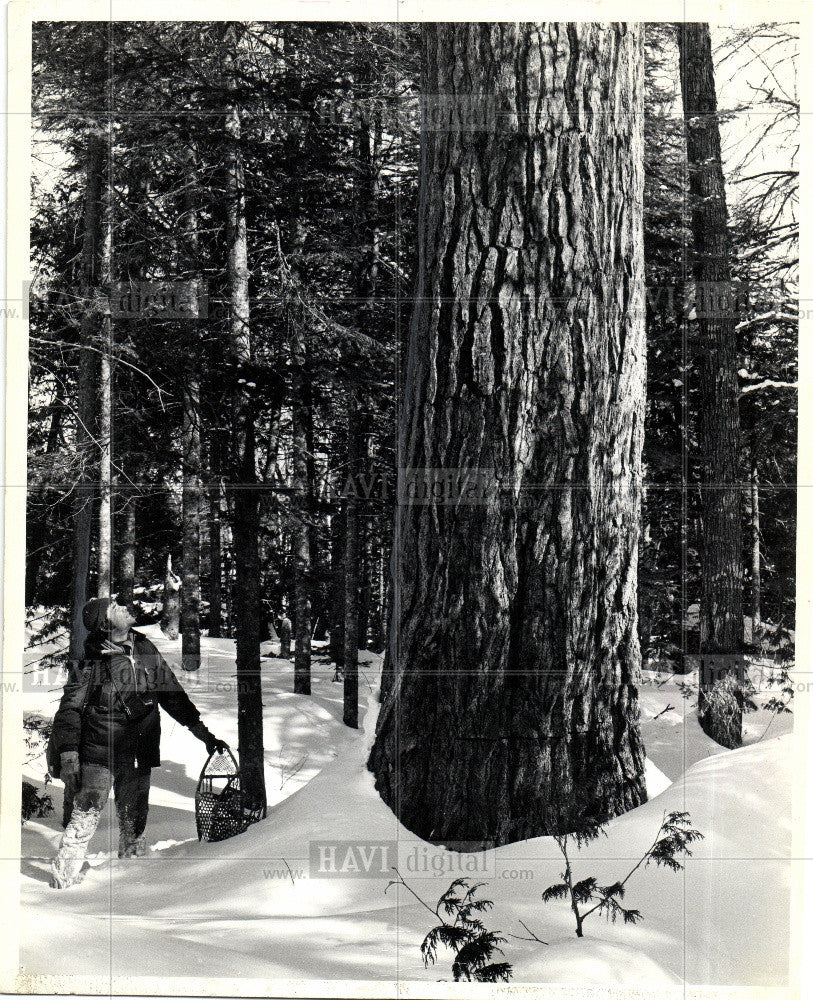 Copy Press Photo 1910 Famous Pines - Historic Images