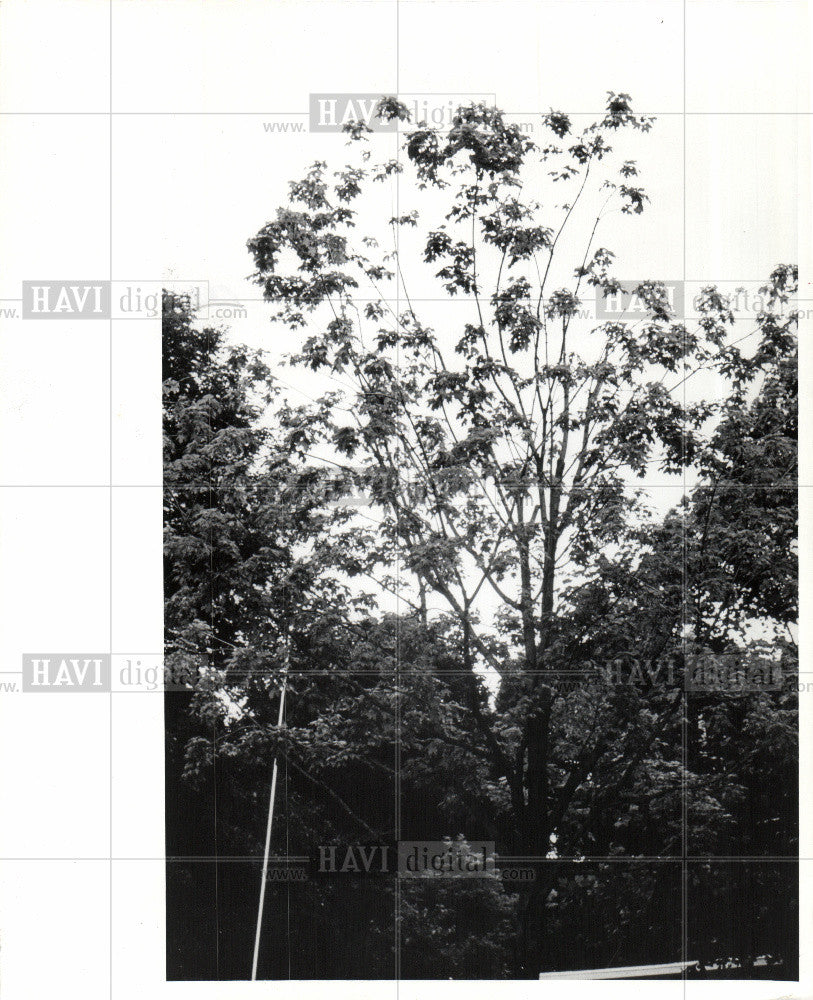 1976 Press Photo Trees Maple Aceraceae Sapindaceae - Historic Images